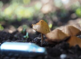 Czy N2O jest legalne?