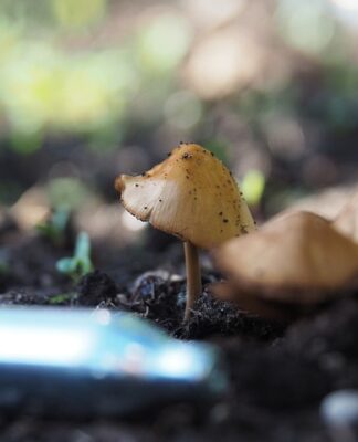 Czy N2O jest legalne?