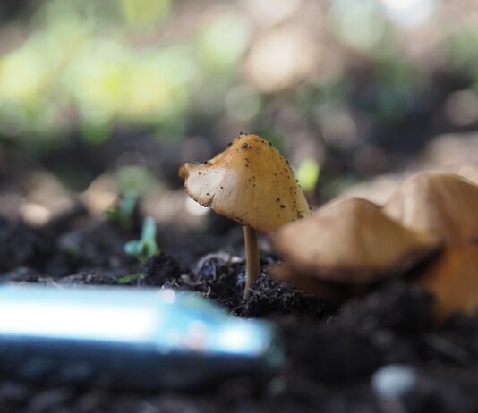 Czy N2O jest legalne?