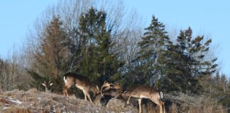 Ile decybeli może mieć wydech w motocyklu?