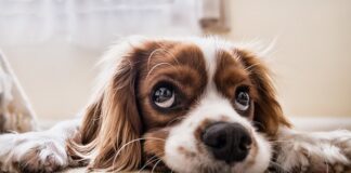 Czy pies może się zatruć nawozem do trawy?