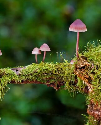 Jakie są rodzaje nawozu?