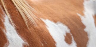 Czy farbą proszkową można na zaciski hamulcowe?