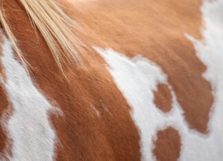 Czy farbą proszkową można na zaciski hamulcowe?