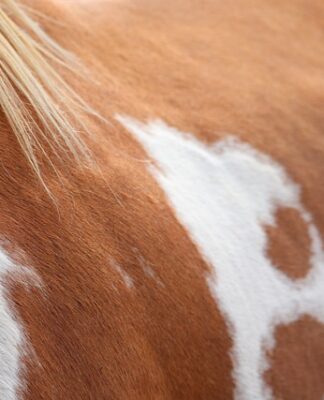 Czy farbą proszkową można na zaciski hamulcowe?