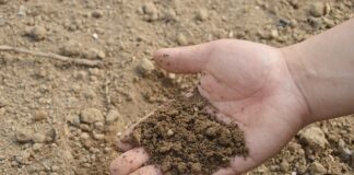 Z czego zrobić naturalny nawóz?