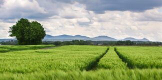 Kto ustawia zbieżność kół w samochodzie?