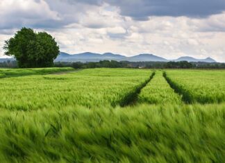 Kto ustawia zbieżność kół w samochodzie?