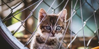 Dlaczego bije koło?