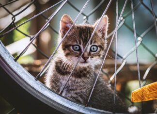 Dlaczego bije koło? Dlaczego bije koło?
