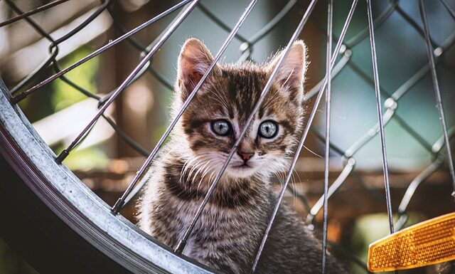 Dlaczego bije koło?