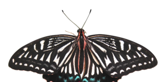 Ile kosztuje usunięcie wgniecenia z lakierowaniem?